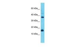 CNPY2 Rabbit anti-Human, Polyclonal, Novus Biologicals 0.1 mL | Buy Online | Novus Biologicals | Fisher Scientific